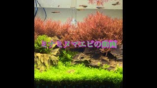 ミナミヌマエビ観察動画