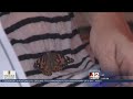 Hospice organization preparing for upcoming butterfly release program