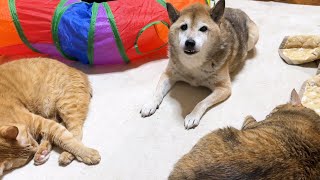 お散歩中に猫ちゃんと出会い我が家の猫が恋しくなった柴犬パパ