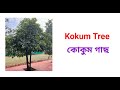 ১০০ টি গাছের নাম বাংলা ও ইংরেজিতে।100 trees name in bengali and english with pictures।plants name