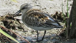 南古谷・伊佐沼の野鳥 2017/09/10（クロハラアジサシ、セイタカシギ）