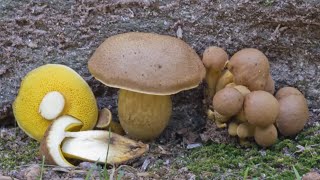 Boletes - Scott Pavelle (MAWDC 8/3/21)