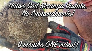 Ep125 - Native Soil Moringa Update, No Ammendments!!  6 months ONE video!!