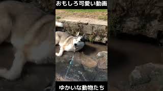 おもしろ可愛い動画　ゆかいな動物たち　funny cute animals　#shorts