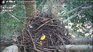 2021(8/20 收播前路過巢) 大安森林公園鳳頭蒼鷹巢位直播回顧　Crested Goshawk Nest Cam, Daan Park, Taiwan カンムリオオタカの子育て生中継