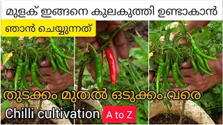 ഈ വളങ്ങൾ ചെയ്താൻ നിങ്ങൾ മുളക് പറിച്ച് മടുക്കും|chilli cultivation A to Z in growbag