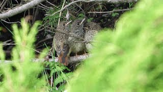 霧ケ峰高原のジョウビタキ（幼鳥）3羽　その１（4K60P動画）