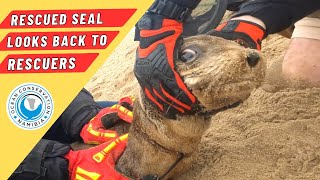 Rescued Seal Looks back To Rescuers