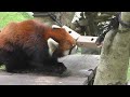 レッサーパンダ　ガオガオくん　リンゴのためなら屋外に出ます　【のんほいパーク】red panda gaogao kun toyohashi zoo