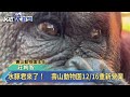 水豚君來了！　歷時518天整建　壽山動物園12／16重新見客－民視新聞