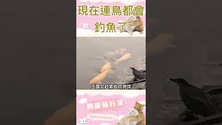 現在連鳥都會釣魚了，而且還專挑大魚！#animals #bride #shorts