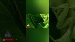 green insects #shorts #feedshorts #insects #animals #natgeo #dunk #crazy #predator #small #most #4k