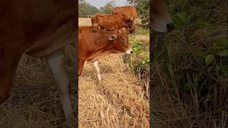 #minicow #animals #gay #cowcow #villagecow #trending #shortviral