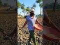 desi desi na bola kar chhori re 😎🤗 ytshort trending farmer kisan farmerlife viralshorts