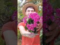 como cuidar de kalanchoe e calandivas kalanchoes plantas suculentas