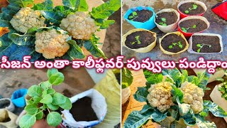 How To Grow Cauliflower At Home |సీజన్ అంతా కాలీఫ్లవర్ ను ఇలా పెంచండి