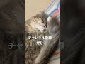 はなちゃんの寝顔は天使の寝顔【4 26】 cat サイベリアン 猫のいる暮らし