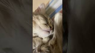 はなちゃんの寝顔は天使の寝顔【4/26】 #cat #サイベリアン #猫のいる暮らし