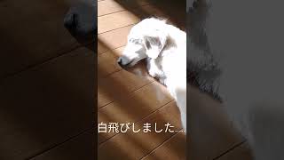 短いアンヨを枕にして日向ぼっこするわんこ【ミニチュアダックスフンド】