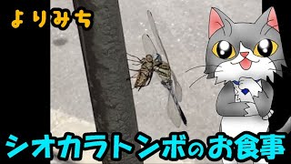 閲覧注意⚠️【シオカラトンボのお食事】　#捕食　#食物連鎖　#閲覧注意