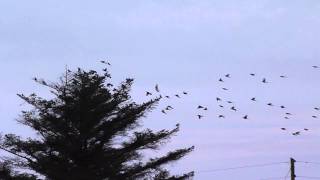 fieldfare flock loch an iuir