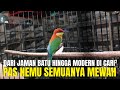 REJEKI ! DARI JAMAN BATU HINGGA KINI CARI² BURUNG UNIK ANTIK LANGKA EKSOTIS GAK DAPET PAS NEMU MEWAH