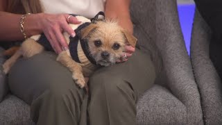 Petline9: Patti is small but sweet and ready for a forever home