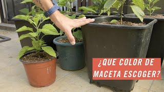 ¿QUÉ COLOR DE MACETA DEBO ELEGIR?| QUE MACETA ELEGIR| ROOTZ MX