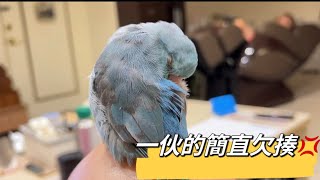 太平洋鸚鵡阿飽～#parrot 倆個傢伙呼呼大睡，有想過眼皮很重的我嗎？😤