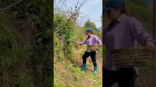 सिस्नु टिप्दै।।Green Nettles #villageside #village #greennettles#shorts #shortvideo