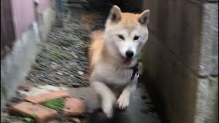 ちょっとした事で荒ぶる柴犬