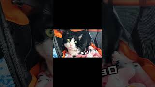 ここはどこ？あたいはだれ？　#short  #cat  #ねこのいる生活  ＃猫動画