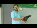 karinkozhi farming in malayalam കരിങ്കോഴിയെകുറിച്ച് അറിയാനും വളർത്താനും ആഗ്രഹിക്കുന്നവർ കാണുക