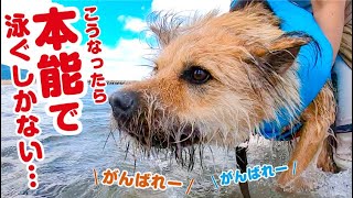 人生初めての海で急に泳がされた犬が本気を出した結果…【犬とアウトドア】