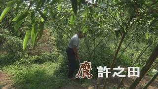 【友善農業】鷹許之田｜兼顧生態種好筍 (我們的島 第864集 2016-07-04)