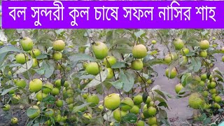 বলসুন্দরী কুল চাষে বছরে 35 লক্ষ টাকা আয় যুবকেরboll soundore kolকুল চাষkul chas,nasir sahsundori kul