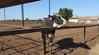 Aggressive Bull Cow Mooing