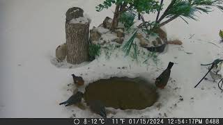 2024 0115 three bluebirds drink and leave, junco flies through