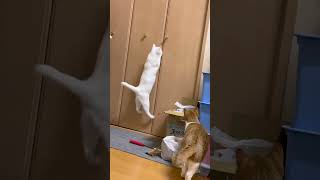 じゃれ猫レーザーニャンだろー！？光線