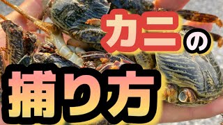 【カニ捕り】チヌ、マクブのエサを捕獲してみた