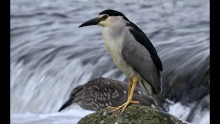 ゴイサギスペシャル１ (Night Heron)