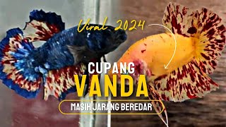 TERBARU CUPANG VIRAL 2024 !!! MASIH JARANG BEREDAR || GREBEK CUPANG VANDA DI LAZUARDI BETTA CONCEPT