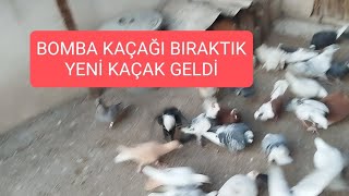 KAÇAĞI BIRAKTIK VE YENİ KAÇAK GELDİ #keşfet #güvercin #kabootarloft05 #yavruhayvanlar