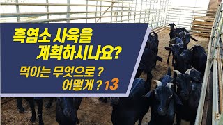 13 흑염소 사육을 계획하시나요? 먹이는 무엇을, 어떻게~