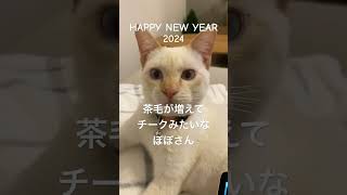 新年のご挨拶 #サイベリアン #サイベリアンのぷーちゃん #ねこ #ねこのいる生活 #猫 #新年のご挨拶 #2024 #野良猫 #保護猫 猫と赤ちゃん #赤ちゃんと猫