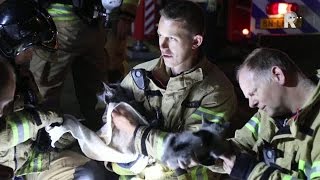 Brandweer redt kittens uit brandend huis (Video: Media TV)