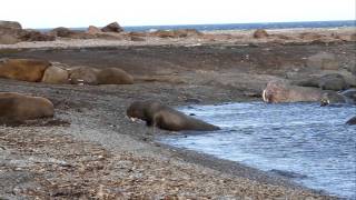 Walrus go up on land from the water