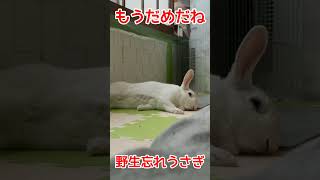 しんでるかとと思うくらいだらしなく寝るうさぎ