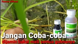 Herbisida Selektif Untuk Padi || Paling Ampuh Untuk Atasi Semua Jenis Gulma Pada Tanaman Padi