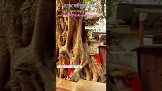 vrindavan 5000 years old tree 🎄🌴 shree Krishna #short #viral #radheradhe #vrindavan #braj #bihari